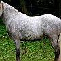 Spanish Norman Horse 1 (16)